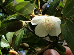 Eucryphia moorei