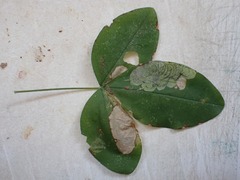 Leucoptera laburnella