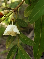 Eucryphia moorei