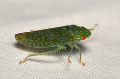Rugosana