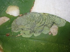 Leucoptera laburnella