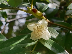 Eucryphia moorei
