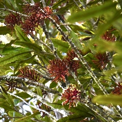 Knightia excelsa