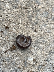 Cylindroiulus caeruleocinctus