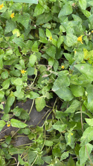 Calyptocarpus vialis