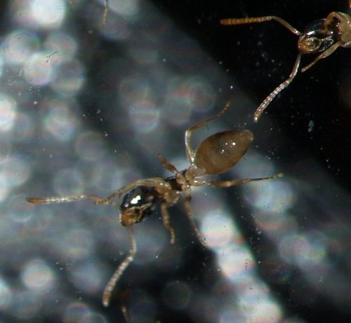 Ghost Ant photo 4