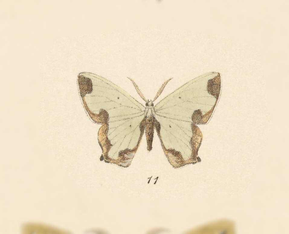 Oospila asmura