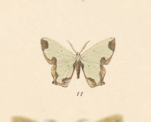 Oospila asmura