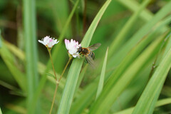 Helophilus eristaloidea