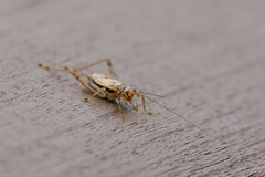 Svistella bifasciata