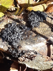 Exidia nigricans