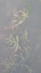 Potamogeton praelongus