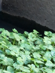 Hydrocotyle ranunculoides