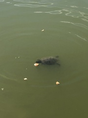 Trachemys scripta