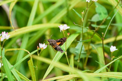 Neogurelca himachala