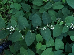 Reynoutria japonica