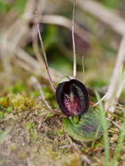 Corybas trilobus aggregate