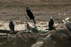 Microcarbo melanoleucos brevirostris