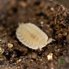 Platyarthrus hoffmannseggii