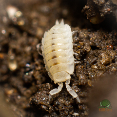 Platyarthrus hoffmannseggii