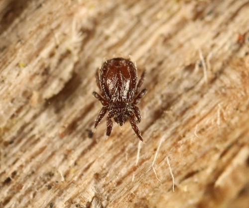 Platynothrus peltifer