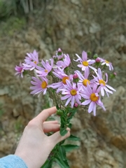 Senecio glastifolius
