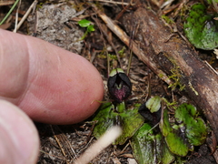 Corybas trilobus aggregate