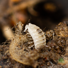 Platyarthrus hoffmannseggii