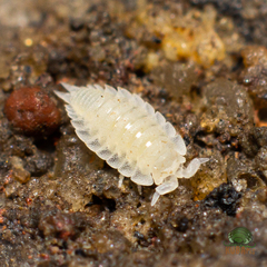 Platyarthrus hoffmannseggii