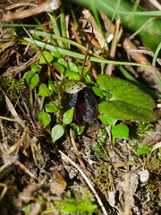 Corybas trilobus aggregate