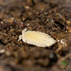 Platyarthrus hoffmannseggii