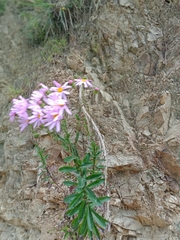 Senecio glastifolius