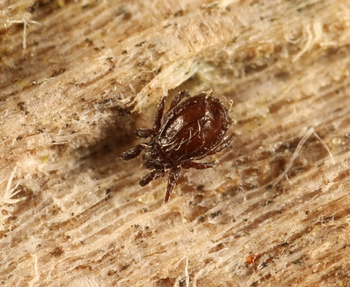 Platynothrus peltifer