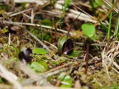 Corybas trilobus aggregate