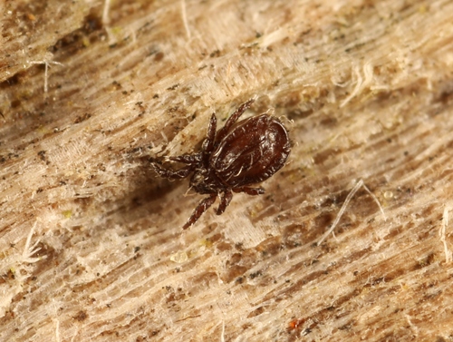 Platynothrus peltifer