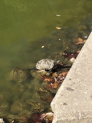 Trachemys scripta