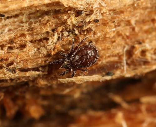 Platynothrus peltifer
