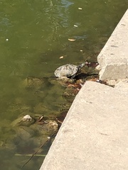 Trachemys scripta