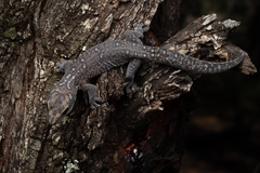 Oedura lineata