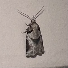 Harmologa amplexana