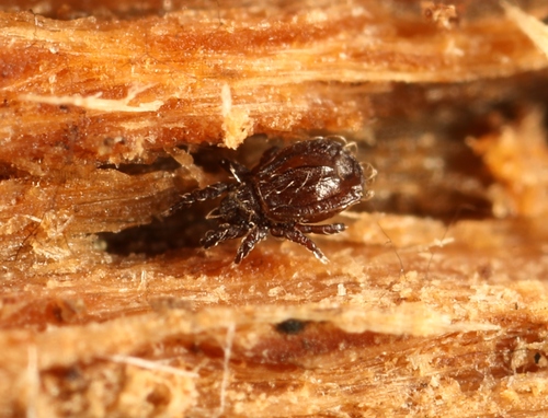 Platynothrus peltifer