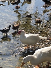 Cairina moschata domestica