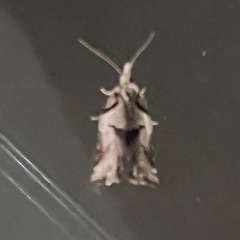 Harmologa amplexana