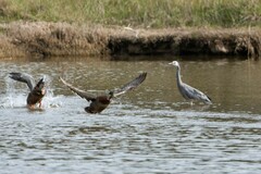 Egretta novaehollandiae novaehollandiae