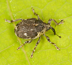 Nedyus quadrimaculatus