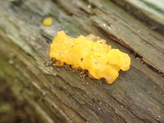 Dacrymyces