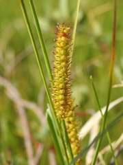 Carex rostrata