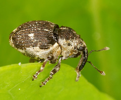 Nedyus quadrimaculatus