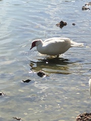Cairina moschata domestica