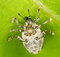 Nedyus quadrimaculatus